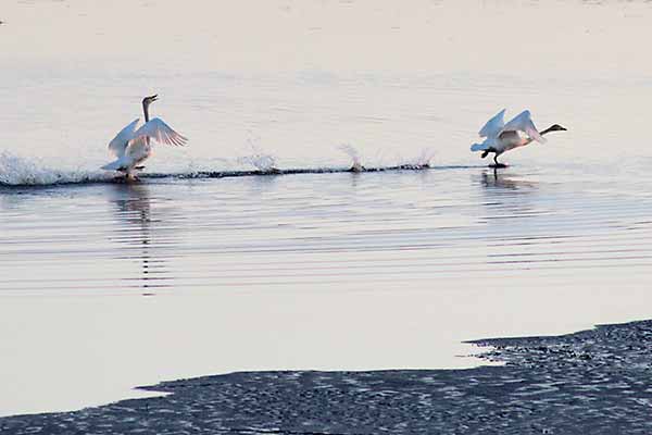 Sysmäjärven joutsenet outokumpu Sysmäjärven joutsenet outokumpu