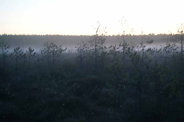 viurusuo-usva-outokumpu